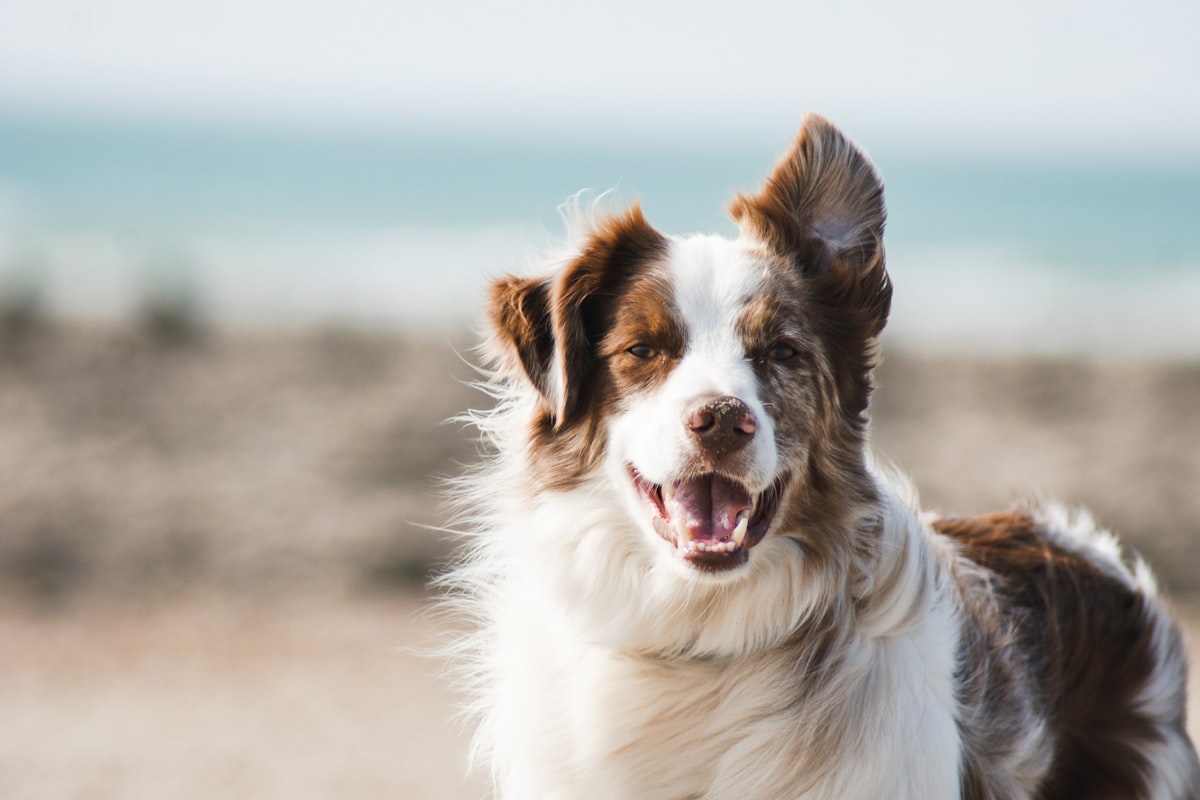 How to Choose the Right Dog Trainer in San Jose